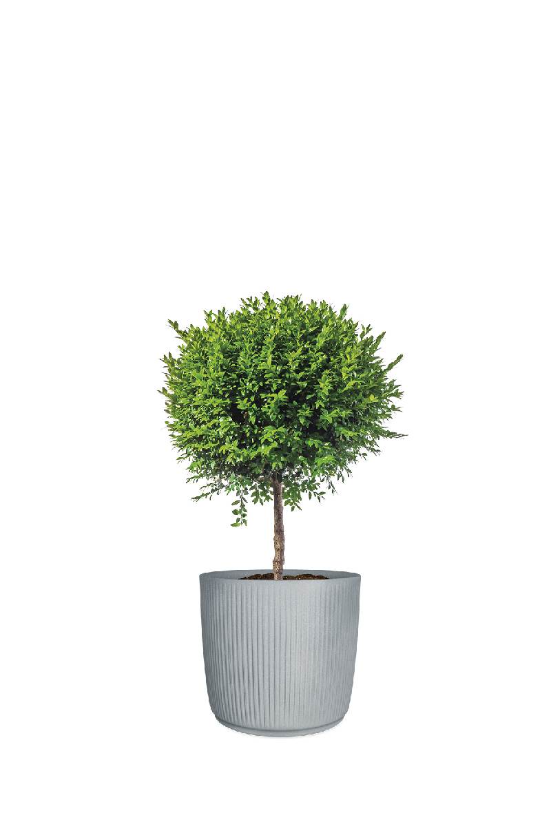 Scheurich Linetto Pflanzgefäß aus Kunststoff, Frostbeständig, UV-beständig, Blumenkübel für Außen Produktabbildung 4