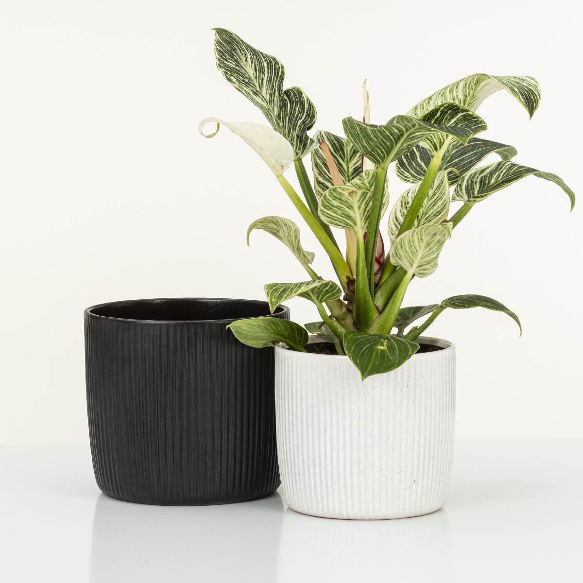 Scheurich Solido Linea Blumentopf aus Keramik, rund, mehrere Farben und Grössen Produktabbildung 2