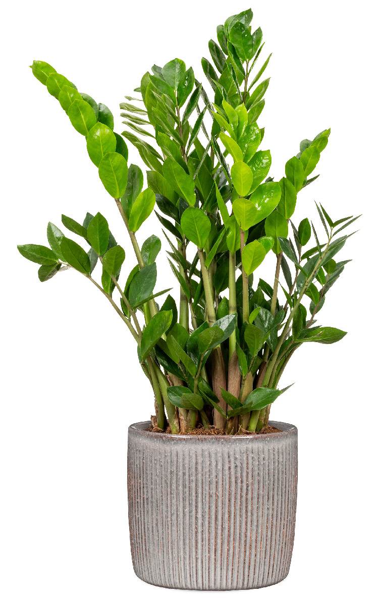 Scheurich Solido Linea Blumentopf aus Keramik, rund, mehrere Farben und Grössen Produktabbildung 2