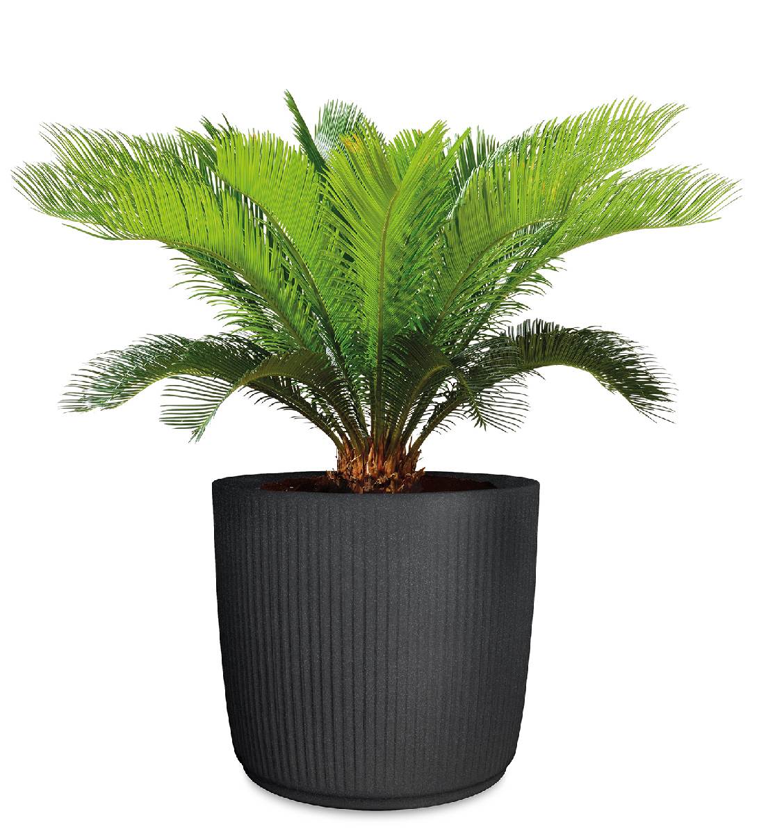 Scheurich Linetto Pflanzgefäß aus Kunststoff, Frostbeständig, UV-beständig, Blumenkübel für Außen Produktabbildung 4