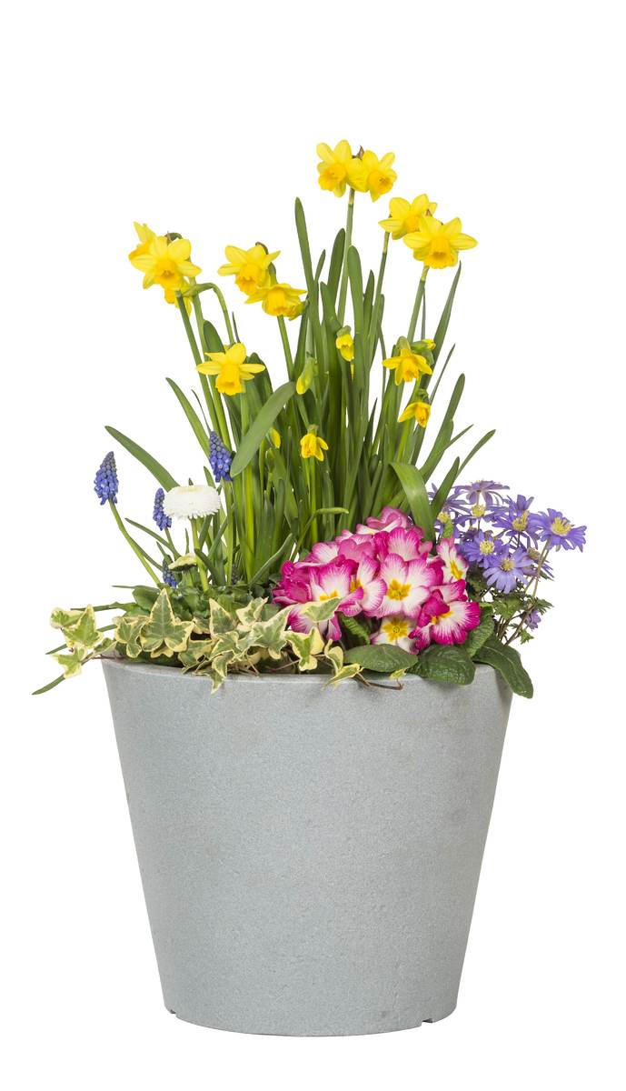 Scheurich C-Cone 30  Pflanzgefäß/Blumentopf/Pflanzkübel C-CONE 238/30 Stony Grey Produktabbildung 11