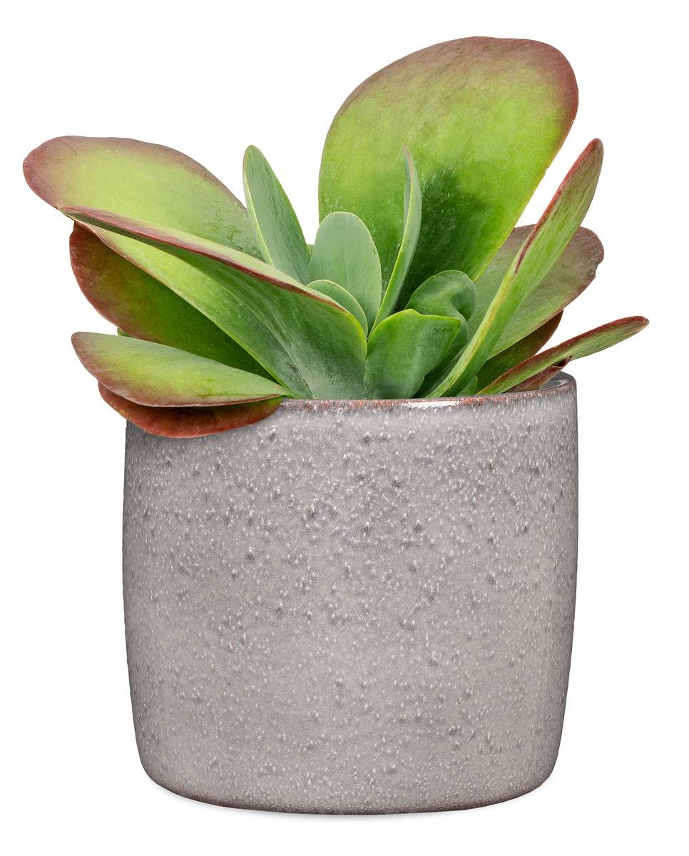 Scheurich Solido Blumentopf aus Keramik, rund, Seashell (grau), 15 x 13,7 cm Produktabbildung 2